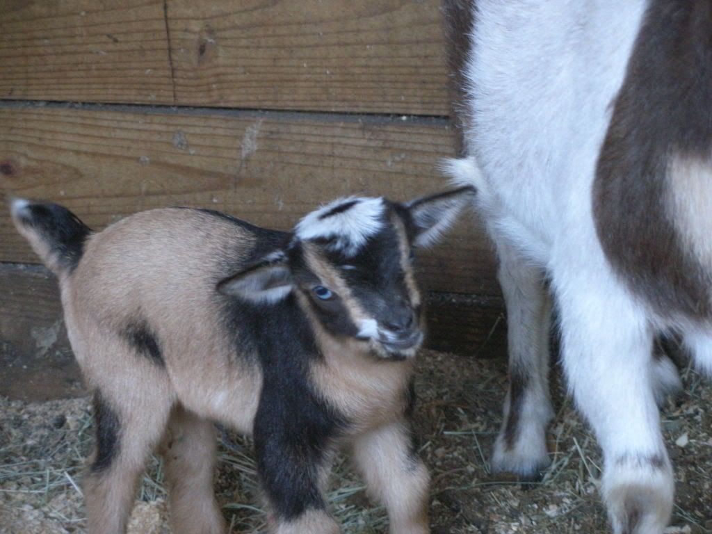 new baby pics! - Goats