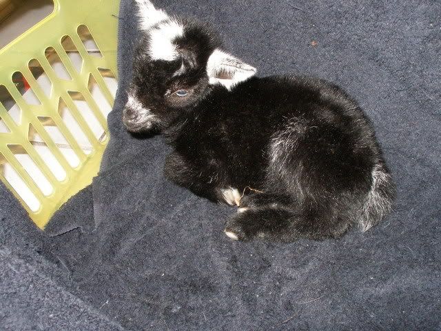 Diva's kids (pics) - Goats