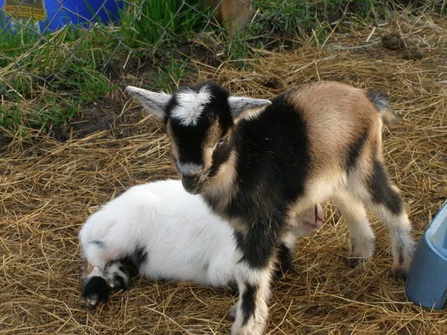 Diva's kids (pics) - Goats