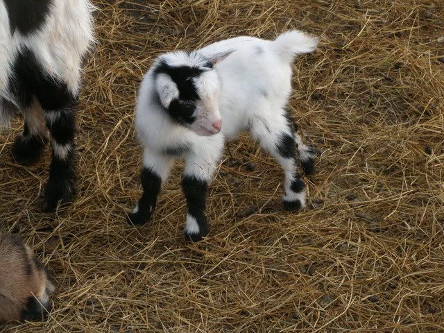Diva's kids (pics) - Goats