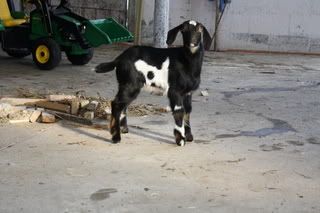 For Sale and Wanted - Goats
