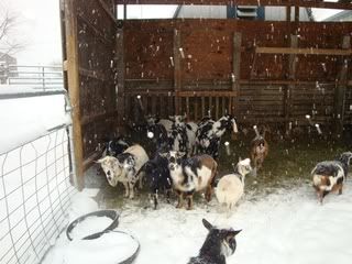 Snowed in - Goats