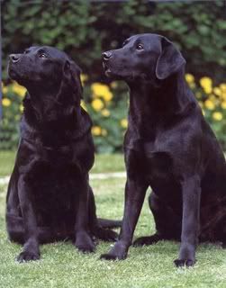 twoblkpups.jpg my black labs image by DJETER_2007