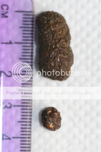 Giant Poo Thread - Don't Look If Eating! - Rabbits United Forum