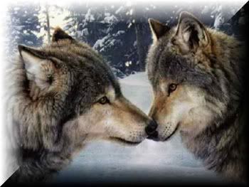 wolf couple