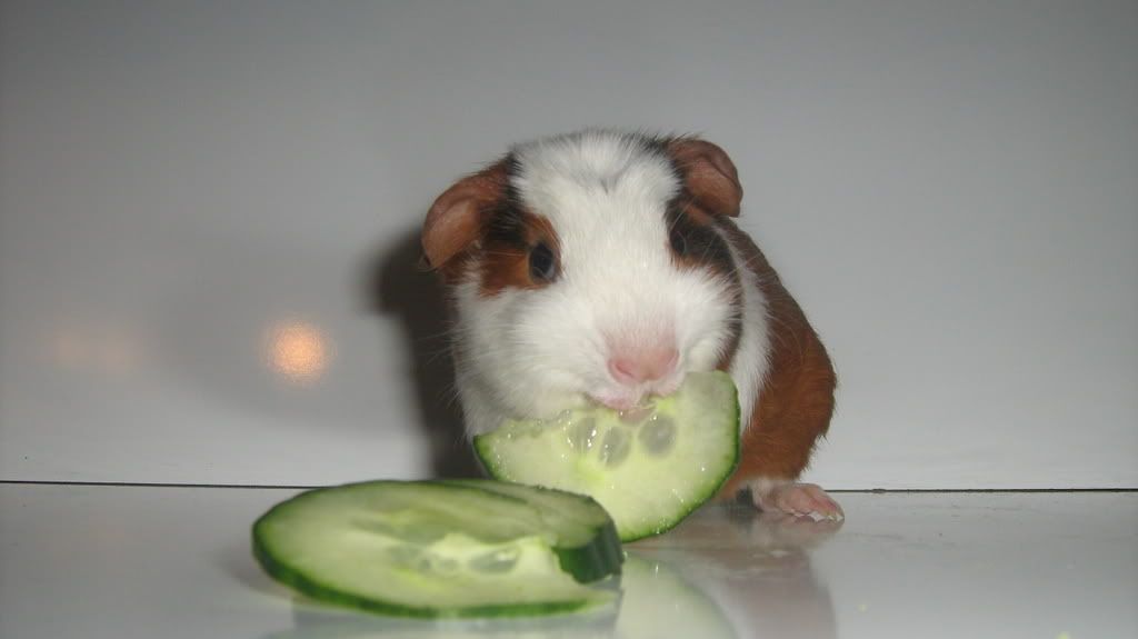 Image039.jpg