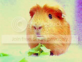 Toffee2.jpg