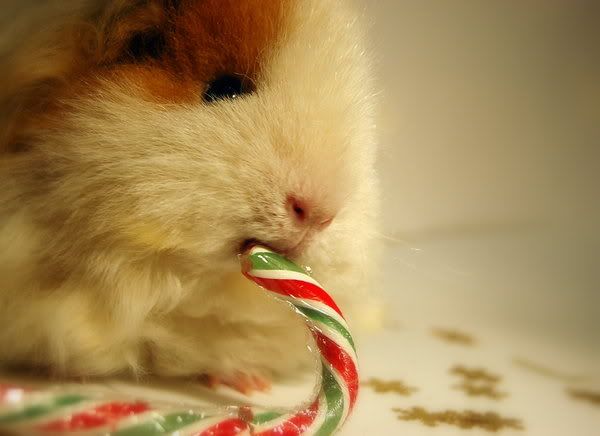 Christmas_Joy_by_RosieHPhotographer.jpg