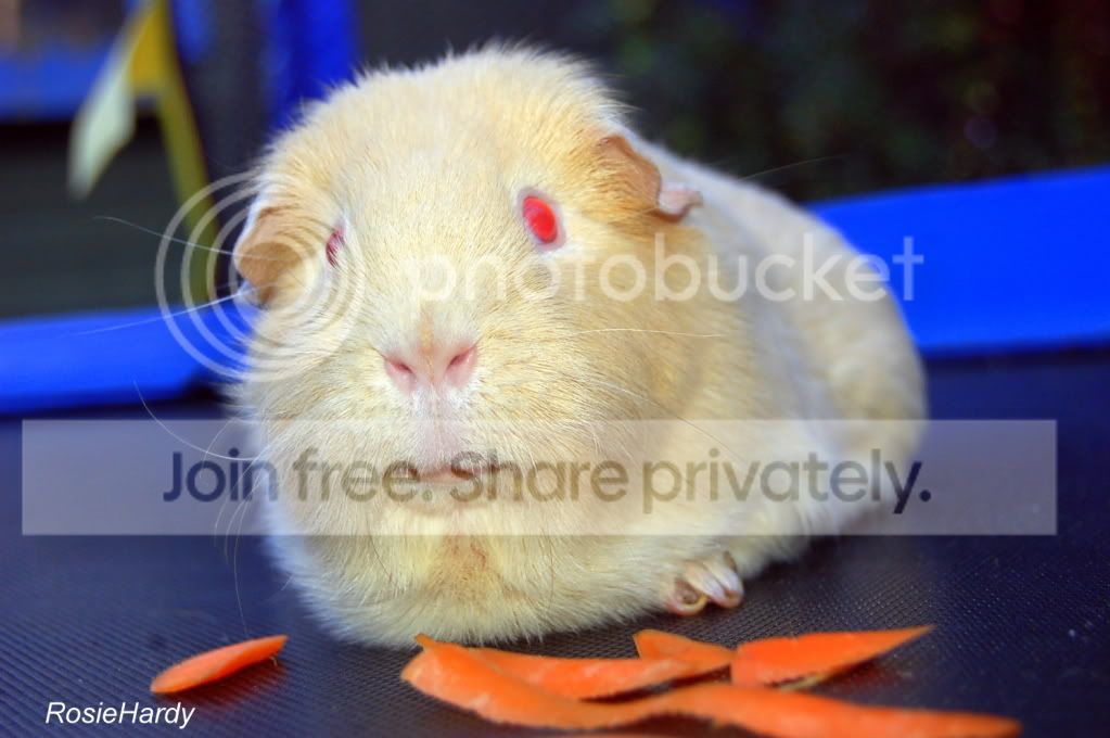 Harry004.jpg