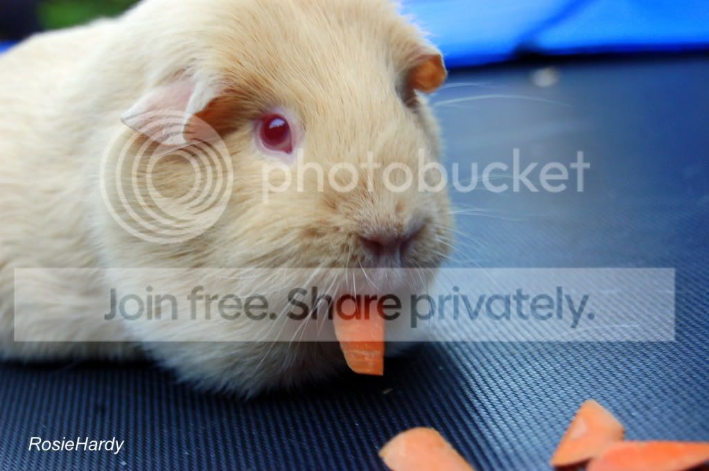 Harry011.jpg