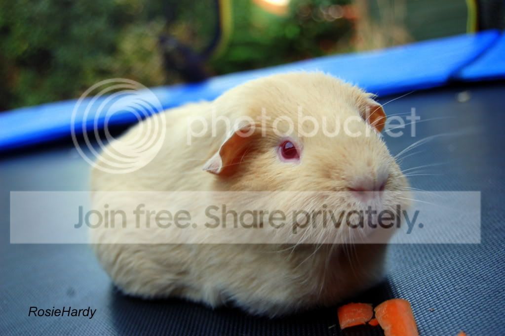 Harry021.jpg