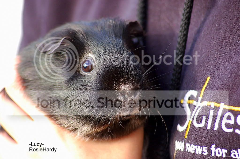 PETS053.jpg