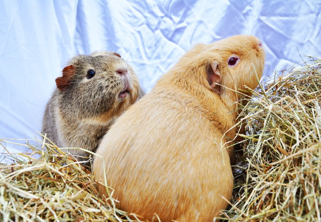 guinea.jpg