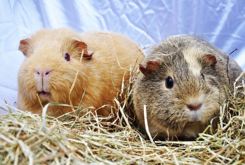 guinea2.jpg