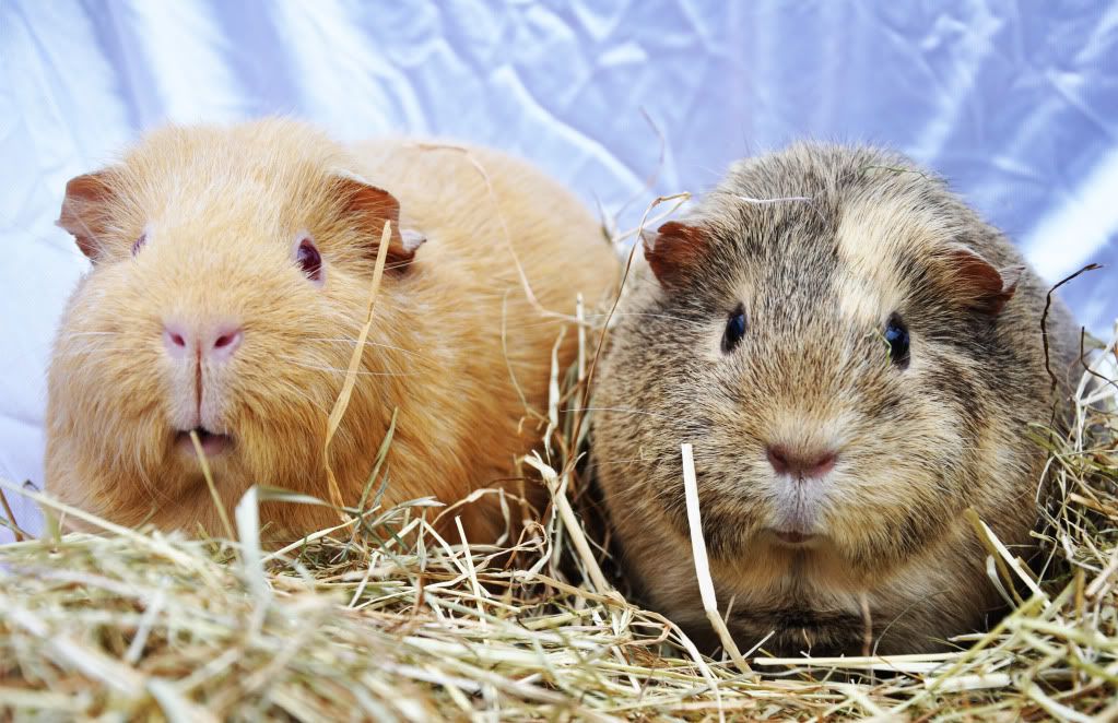 guinea3.jpg