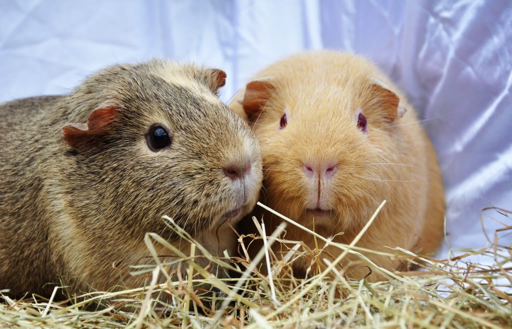 guinea4.jpg