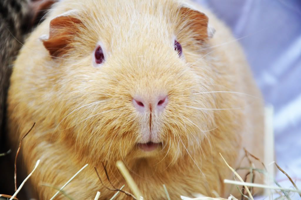 guinea5.jpg