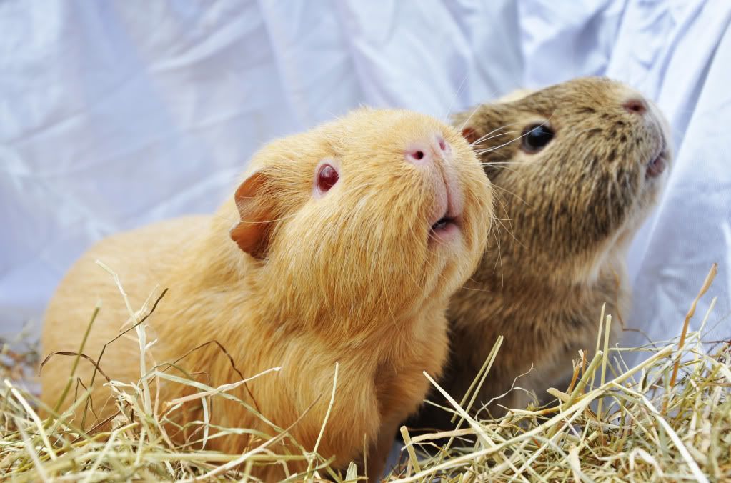 guinea6.jpg