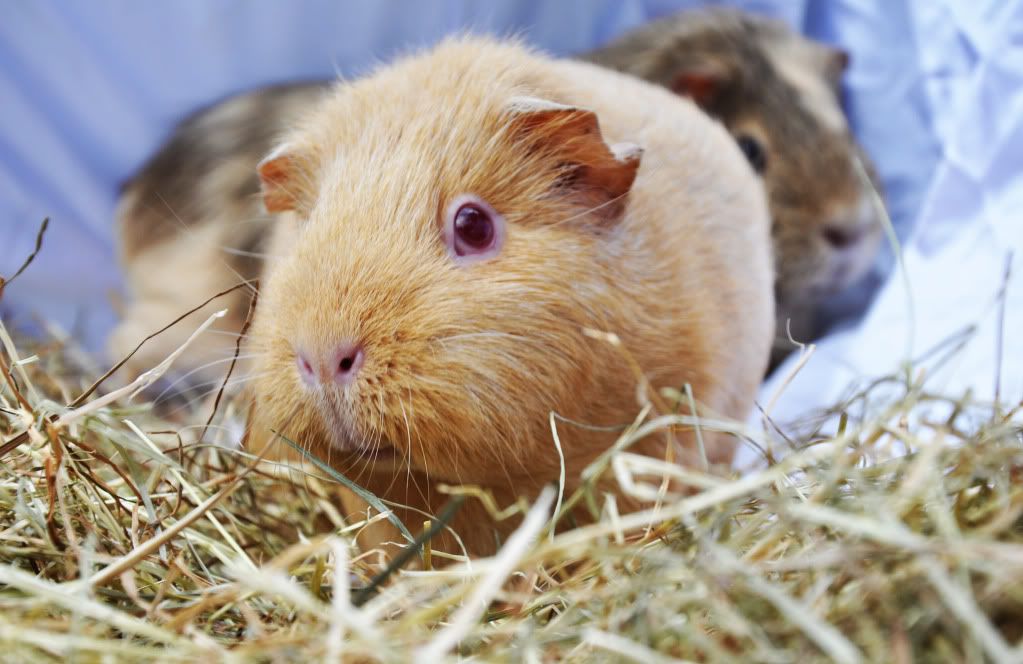 guinea7.jpg