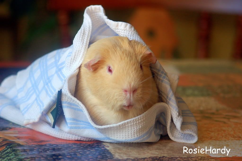 guineapigs1081.jpg