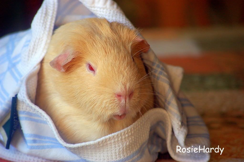 guineapigs1121.jpg