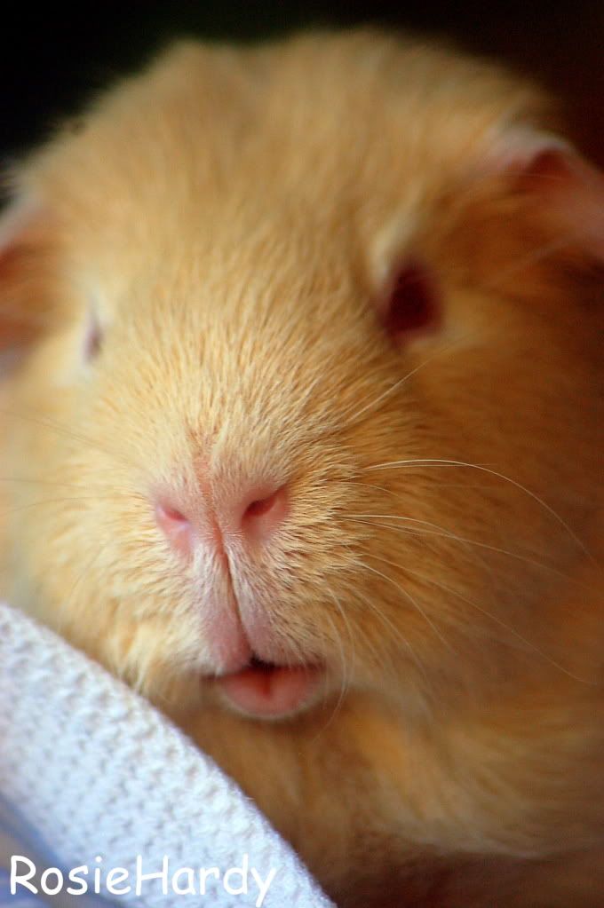guineapigs1181.jpg