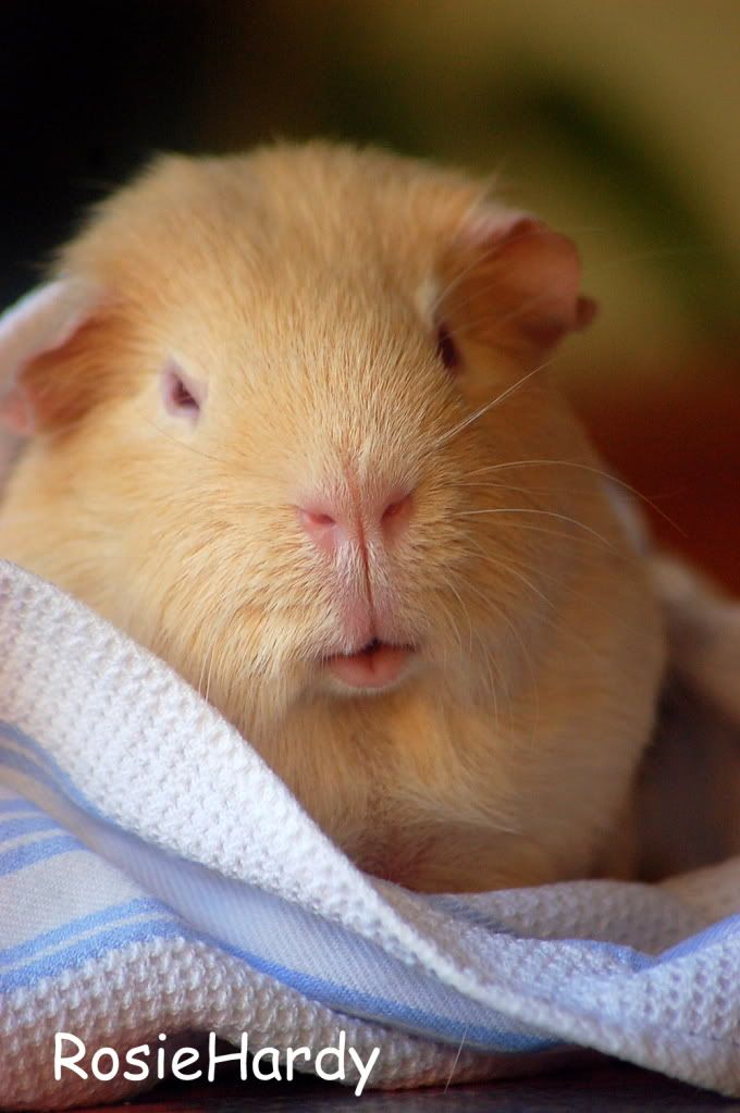 guineapigs1191.jpg
