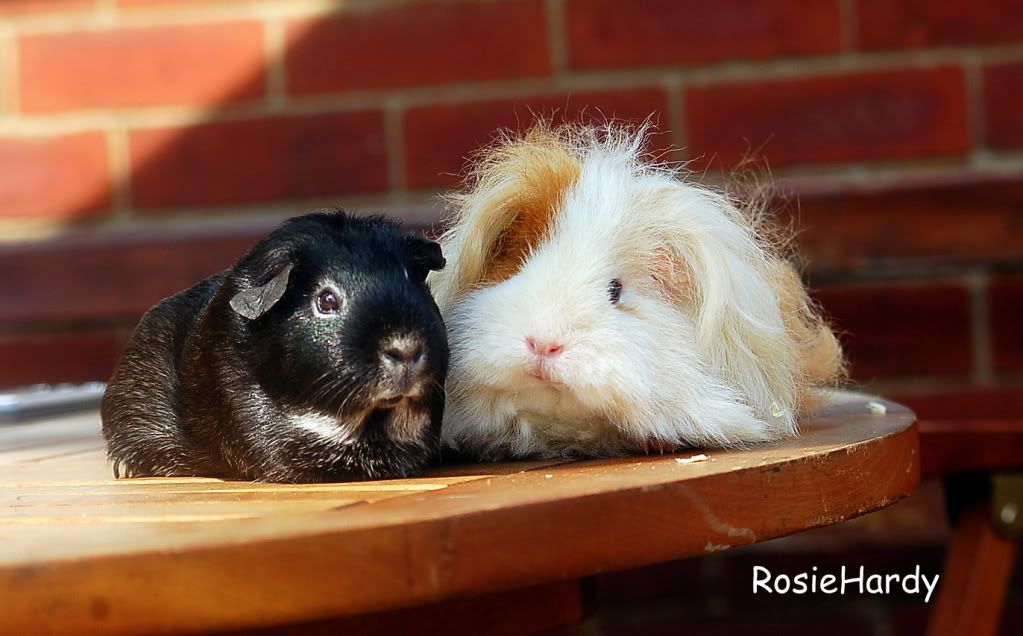 pets0051.jpg