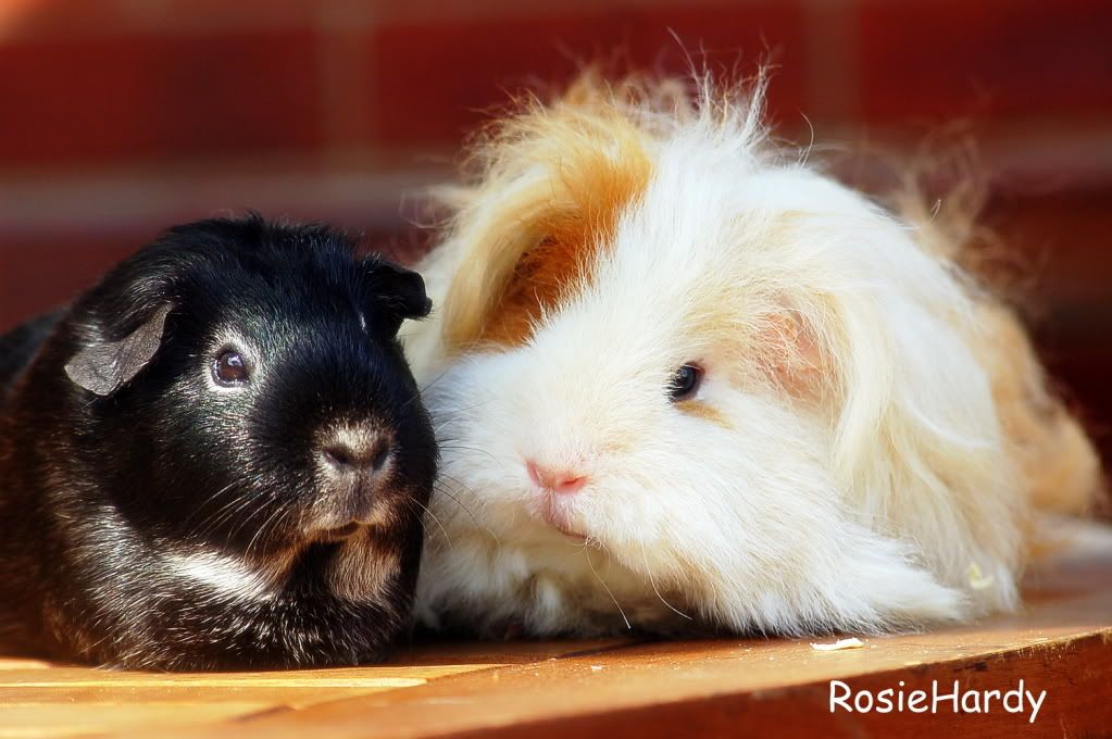 pets0061.jpg
