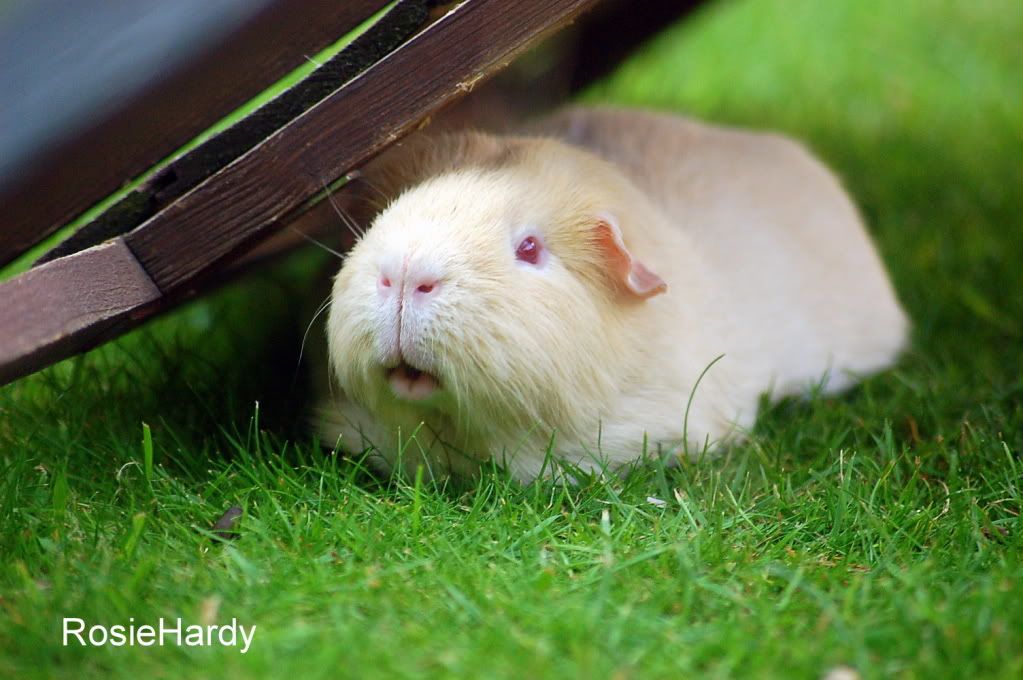 pets009.jpg
