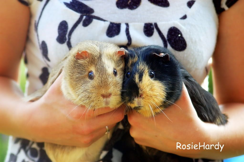 pets0281.jpg