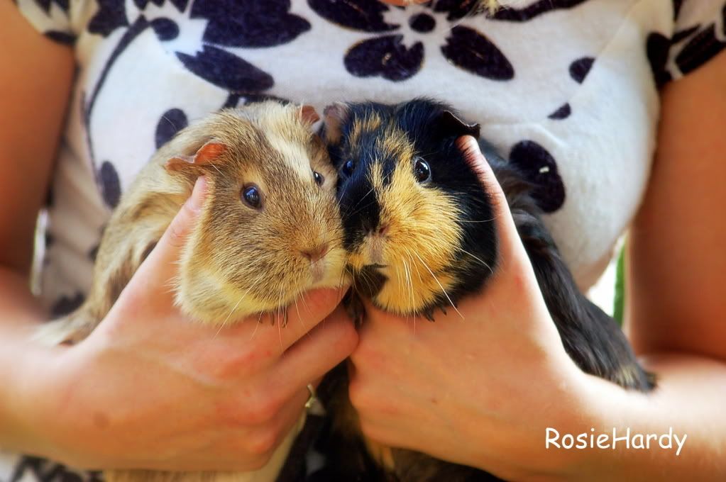 pets0291.jpg