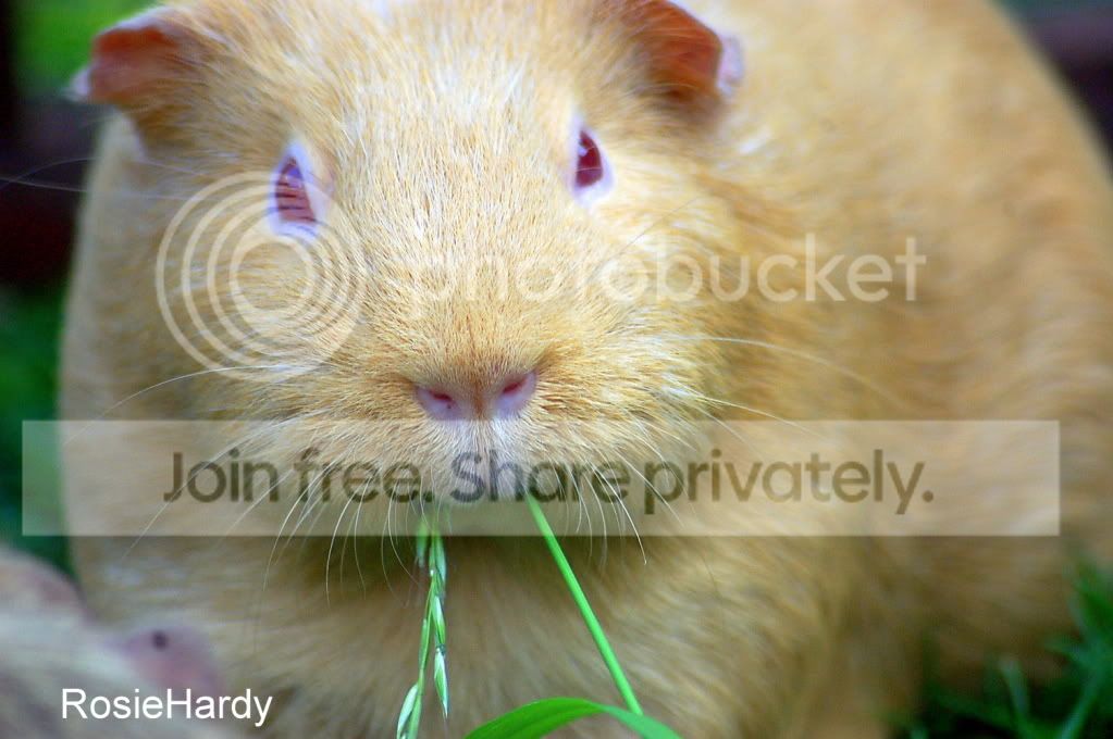 pets061.jpg
