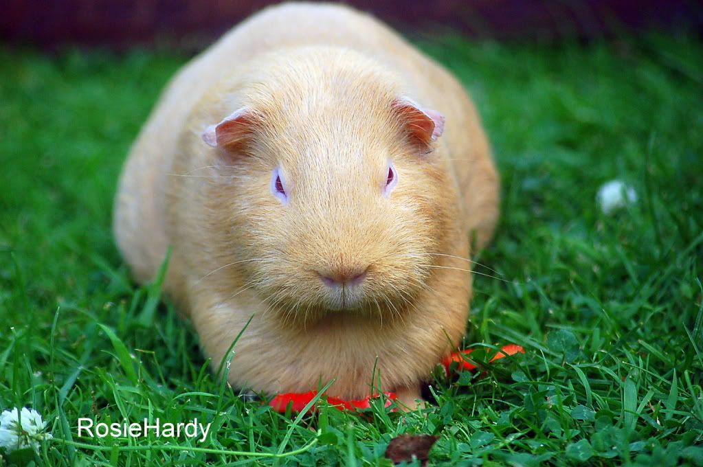 pets084.jpg