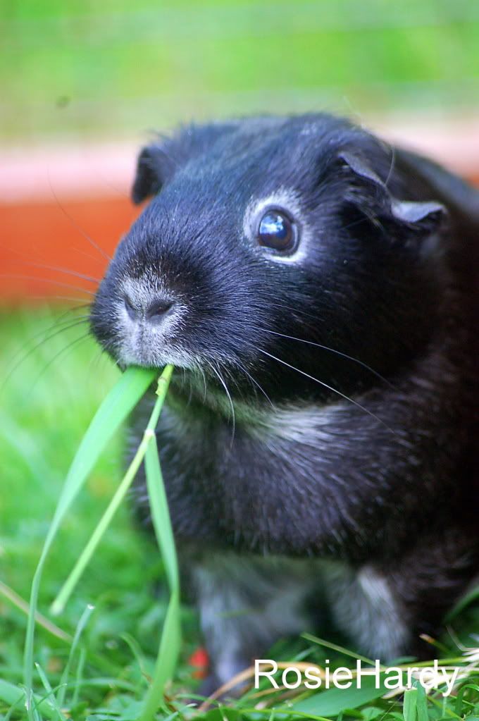 pets090.jpg