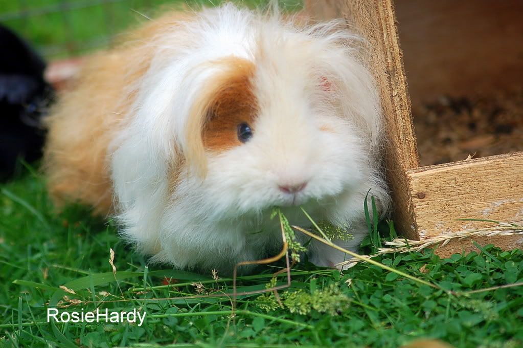 pets096.jpg