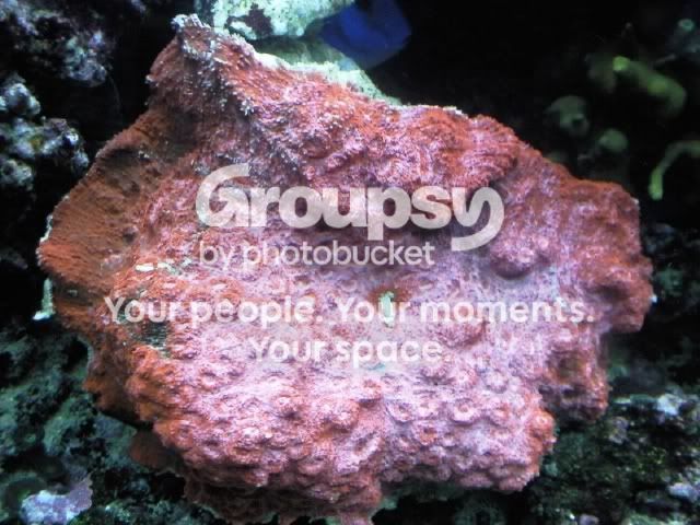 [TodoMarino.com] Oxipora