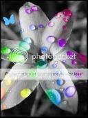 colorsplash,color splash,flowers,black and white with a touch of color Pictures, Images and Photos