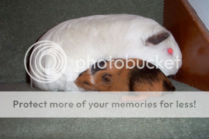 2pigz.jpg