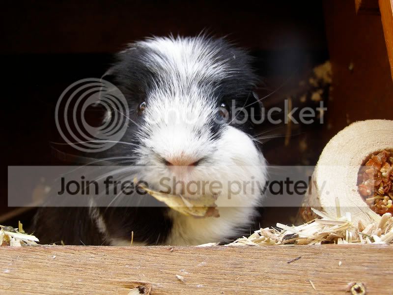 PIGGY.jpg